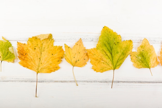 Bovenaanzicht gele herfstbladeren