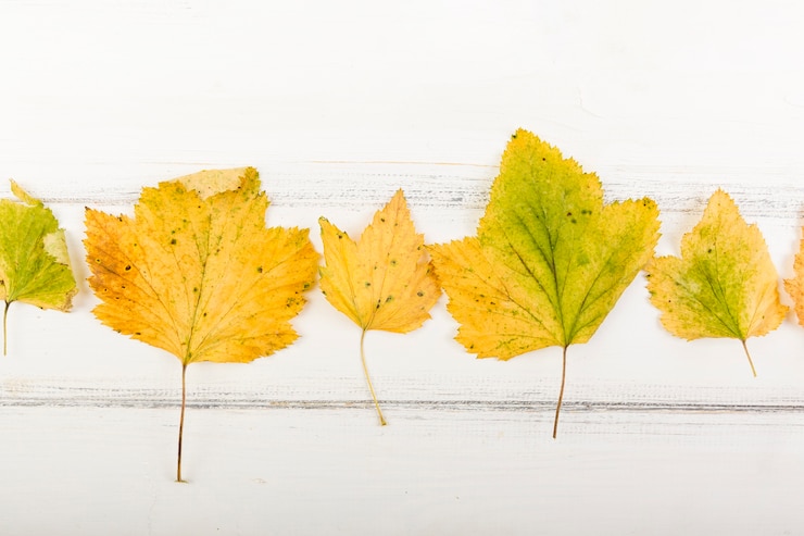 Gratis Foto bovenaanzicht gele herfstbladeren
