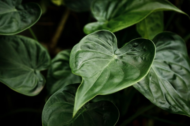 Bovenaanzicht groene bladeren met onscherpe achtergrond