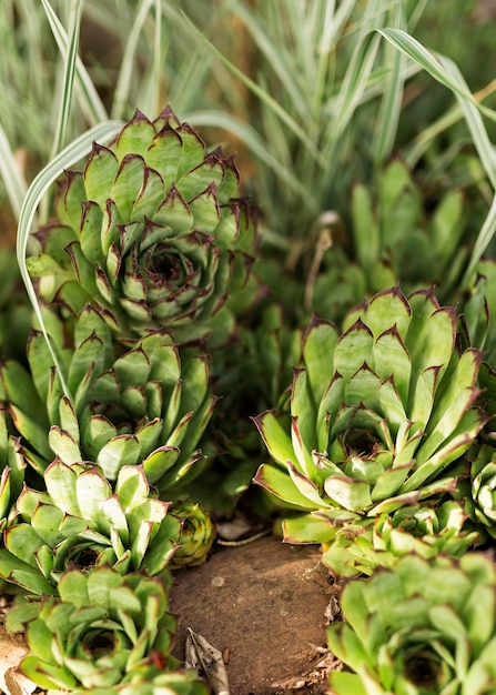 Gratis foto bovenaanzicht groene bloemen arrangement