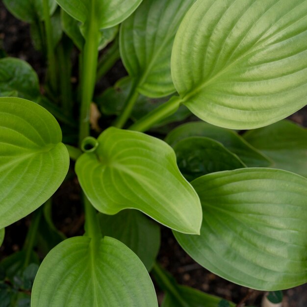 Bovenaanzicht groene plant buitenshuis