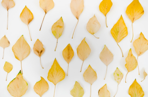 Bovenaanzicht herfst bladeren plat lag