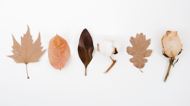 Bovenaanzicht herfst bladeren plat lag