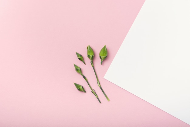 Bovenaanzicht kleine bloemknoppen op witte en roze kopie ruimte achtergrond