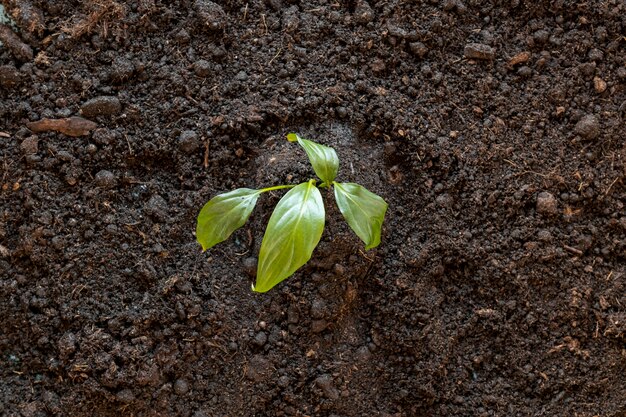 Bovenaanzicht kleine plant in de grond