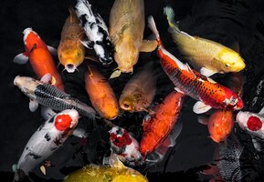 Gratis foto bovenaanzicht kleurrijke koi vissen