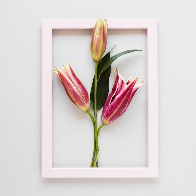 Gratis foto bovenaanzicht leeg roze frame met bloeiende koninklijke lelies