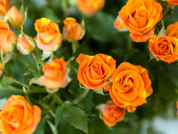 Bovenaanzicht oranje rozen in de tuin