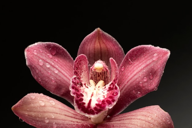 Bovenaanzicht orchidee met donkere achtergrond