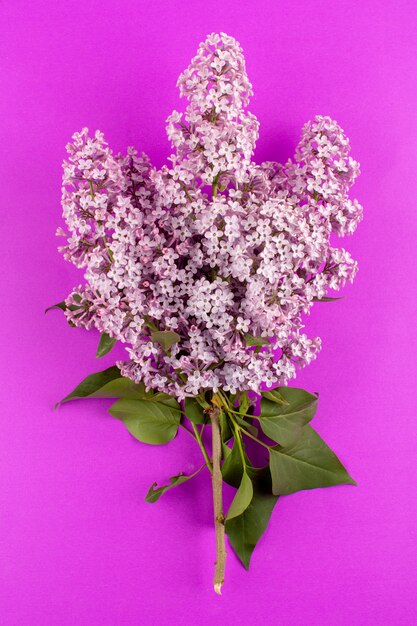 bovenaanzicht paarse bloemen mooi geïsoleerd op de roze achtergrond