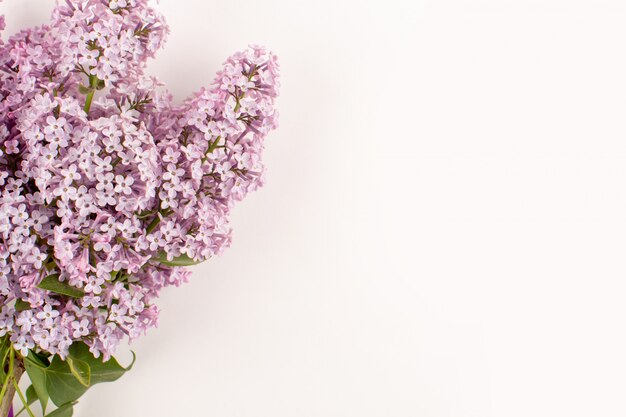 bovenaanzicht paarse bloemen mooi op de witte vloer