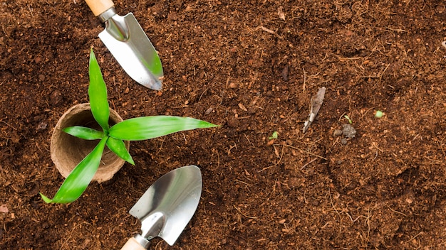 Bovenaanzicht plant met schoppen