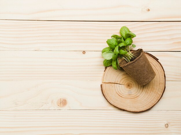 Bovenaanzicht plant op houten tafel