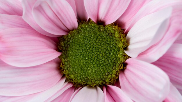 Bovenaanzicht roze bloemblaadjes macro natuur