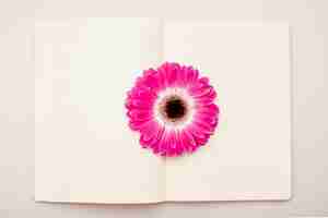 Gratis foto bovenaanzicht roze daisy op laptop