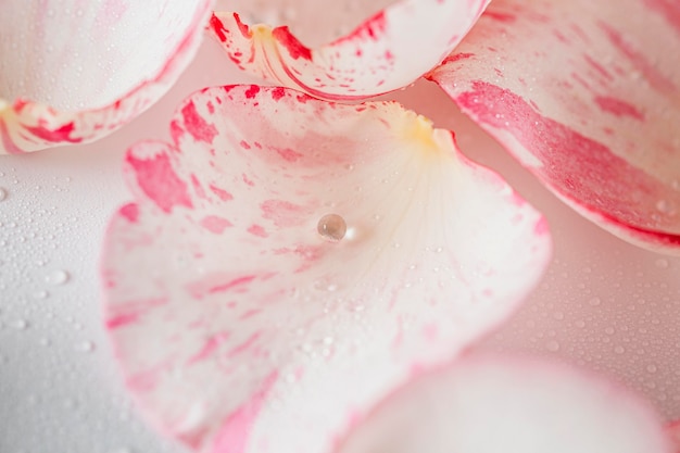 Bovenaanzicht rozenblaadjes close-up achtergrond