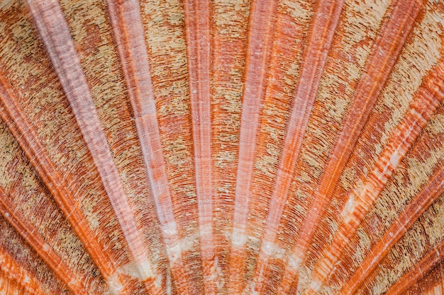 Bovenaanzicht shell achtergrond