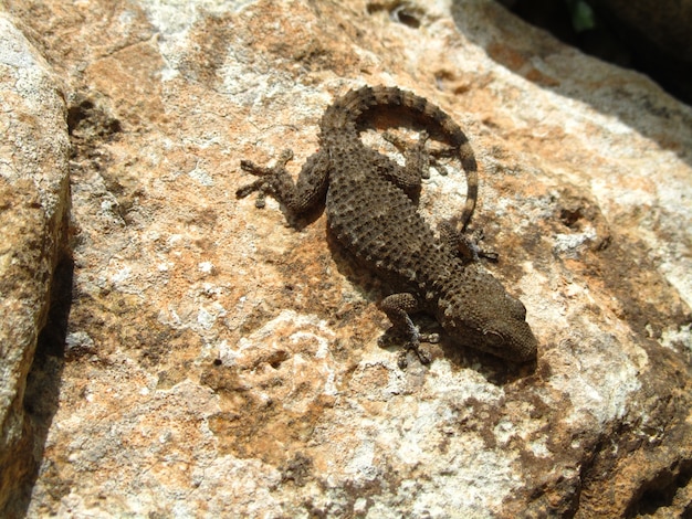 Gratis foto bovenaanzicht shot van een moorse gekko op een rots op een zonnige dag