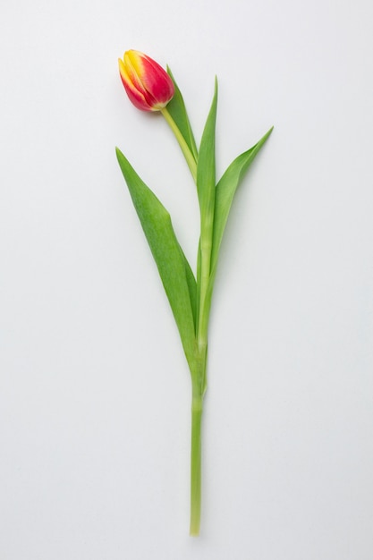 Bovenaanzicht tulpen bloem