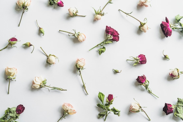 Gratis foto bovenaanzicht van bloemen en bladeren