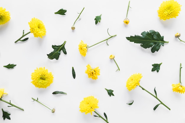 Gratis foto bovenaanzicht van bloemen en bladeren