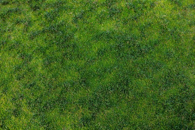 Bovenaanzicht van de heldergroene achtergrond van de grastextuur