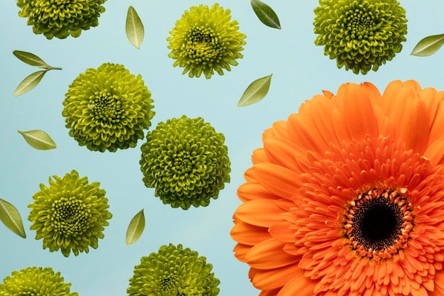 Bovenaanzicht van de lentemadeliefjes en gerbera