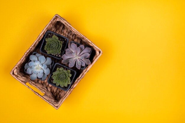 Bovenaanzicht van de mand van planten op gele tafel