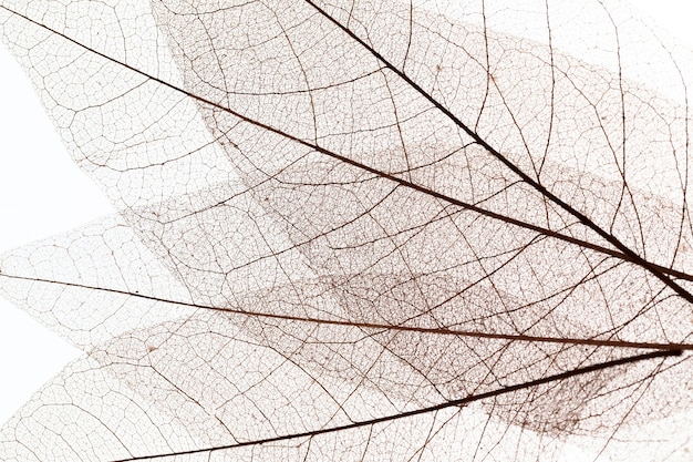 Bovenaanzicht van doorzichtige bladeren textuur