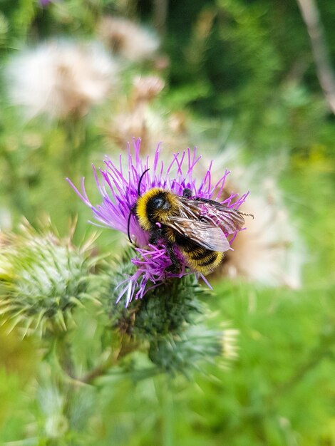 Bovenaanzicht van een hommel op een distelbloem