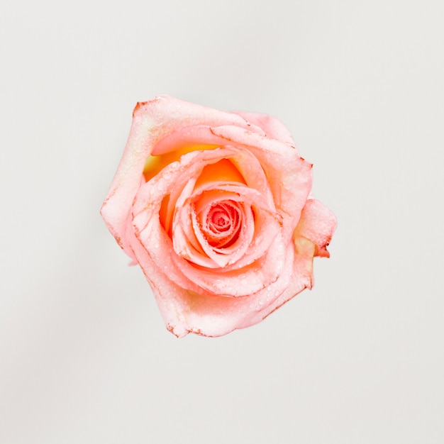 Bovenaanzicht van een roos