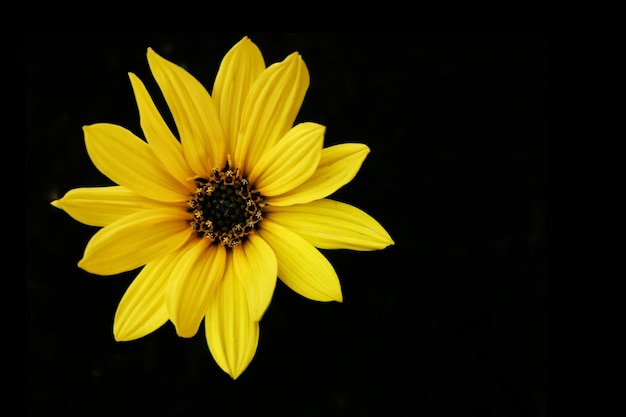 Bovenaanzicht van een zonnebloem van Helianthus angustifolius geïsoleerd