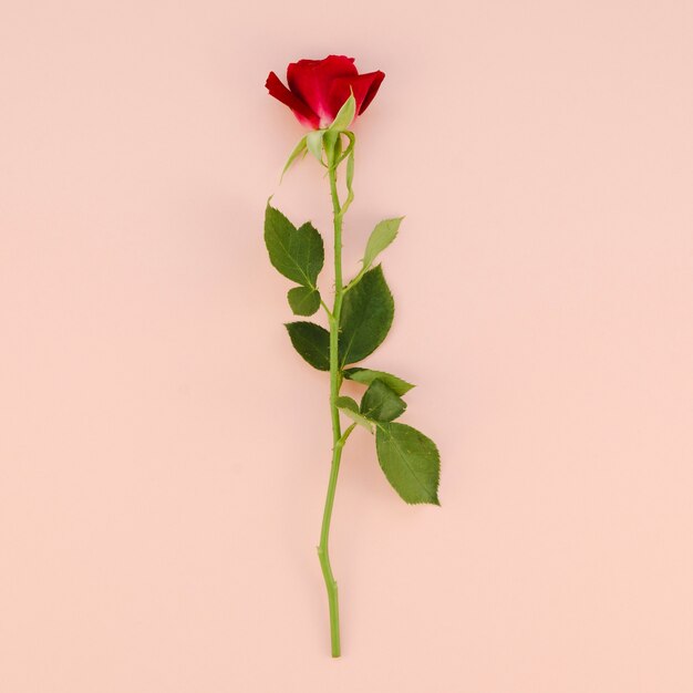 Bovenaanzicht van eenvoudige rode roos
