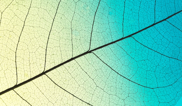 Bovenaanzicht van gekleurd blad met doorzichtige textuur