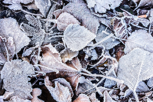 Gratis foto bovenaanzicht van gevallen herfstbladeren bedekt met ijskristallen close-up