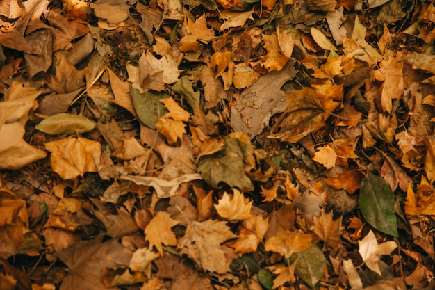 Bovenaanzicht van herfstbladeren