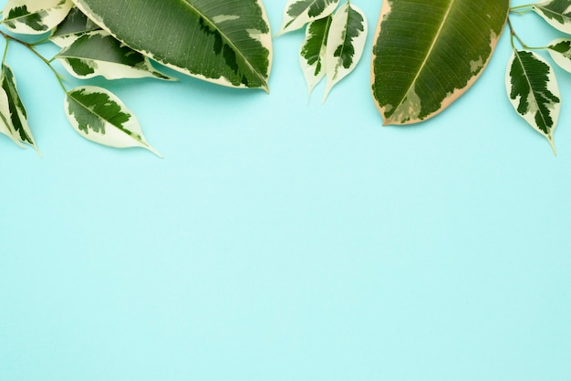Bovenaanzicht van het assortiment van bladeren van de plant