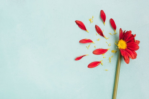 Gratis foto bovenaanzicht van lente madeliefje met bloemblaadjes