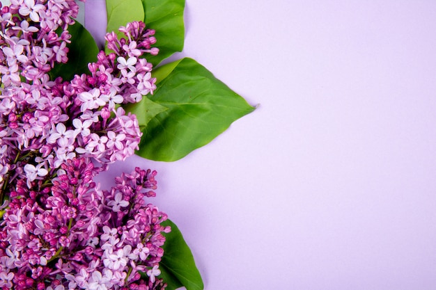 Bovenaanzicht van lila bloemen geïsoleerd op roze kleur achtergrond met kopie ruimte
