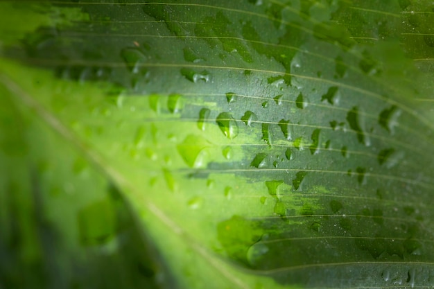 Bovenaanzicht van macro waterdruppels op blad
