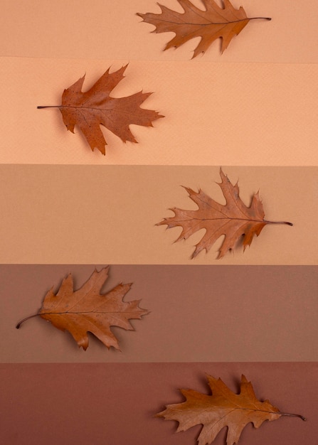 Gratis foto bovenaanzicht van monochromatische lijnen met bladeren