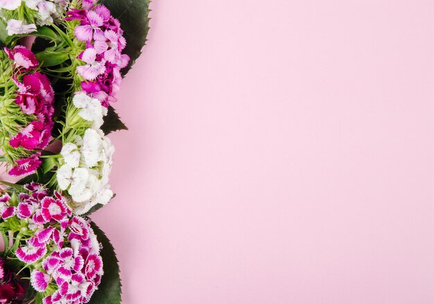 Bovenaanzicht van paarse en witte kleur zoete William of Turkse anjer bloemen geïsoleerd op roze achtergrond met kopie ruimte