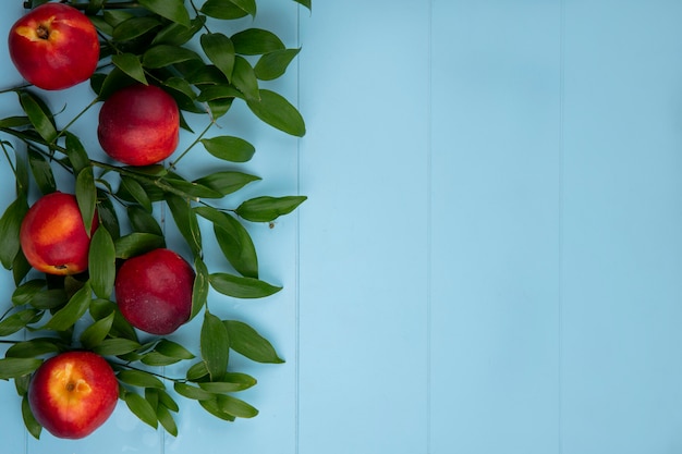 Gratis foto bovenaanzicht van perziken met bladtakken op een lichtblauw oppervlak