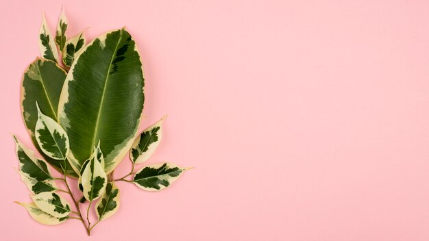 Bovenaanzicht van plant bladeren met tak en kopie ruimte