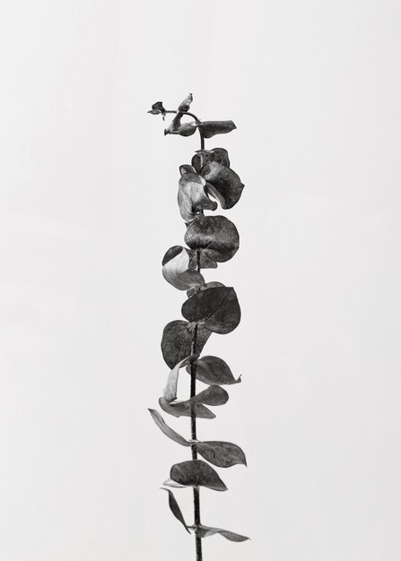Bovenaanzicht van plant met bladeren