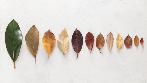 Bovenaanzicht van prachtig gekleurde herfstbladeren gerangschikt in lijn