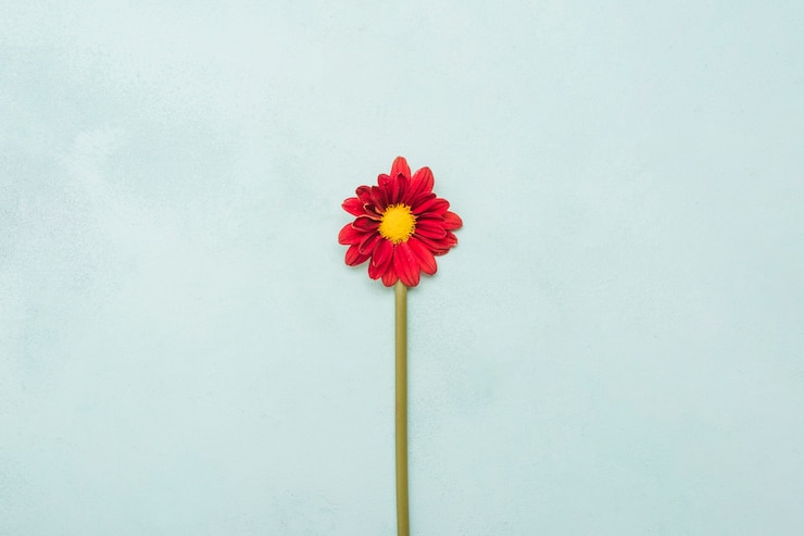 Gratis Foto bovenaanzicht van prachtige lente daisy