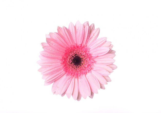 Bovenaanzicht van roze bloem met druppels