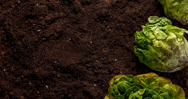 Bovenaanzicht van salade met kopie ruimte