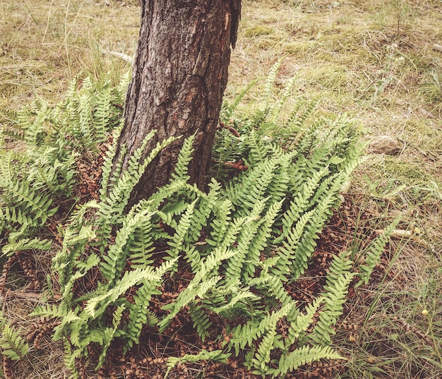 Bovenaanzicht van varens die rond een pijnboom groeien